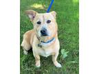 Adopt Pickles a Tan/Yellow/Fawn Corgi dog in Berkeley Heights, NJ (41431423)