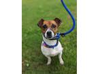Adopt Mila a Tricolor (Tan/Brown & Black & White) Jack Russell Terrier dog in