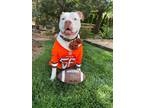 Adopt Lady a American Pit Bull Terrier dog in Windsor, CO (41170057)