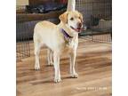 Adopt Esther a Labrador Retriever dog in Windsor, CO (41131953)