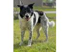 Adopt Sparky a Border Collie / Mixed Breed (Medium) / Mixed dog in Kingsland