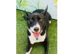 Adopt Riley a Border Collie / Labrador Retriever / Mixed dog in Ft.