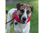 Adopt Jerky a White Australian Shepherd / Hound (Unknown Type) / Mixed dog in