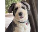Adopt Willie a Old English Sheepdog / Poodle (Miniature) / Mixed dog in San