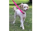 Adopt Ragnar a Poodle (Standard) / Mixed dog in Barrington, RI (41335983)