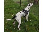 Adopt Mellie (GA) a White - with Black Pit Bull Terrier / Mixed dog in Fremont