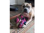 Adopt Rufus a American Pit Bull Terrier / Mixed dog in Fayetteville