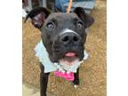 Adopt Roxy a American Pit Bull Terrier / Mixed Breed (Medium) / Mixed dog in