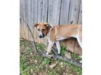 Adopt Mia a Australian Cattle Dog / Mixed dog in Fayetteville, AR (41341328)