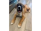 Adopt Comet a Husky / Mixed Breed (Medium) / Mixed dog in Fayetteville