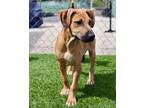 Adopt Nicholas-Adoption Fee Grant Eligible! a Black Mouth Cur / Plott Hound /
