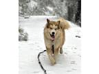 Adopt Wrigley a Red/Golden/Orange/Chestnut Alaskan Malamute dog in Boulder