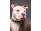 Adopt Hope a American Pit Bull Terrier / Mixed Breed (Medium) / Mixed dog in