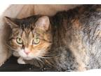 Adopt Jada a Domestic Shorthair / Mixed (short coat) cat in Chestertown