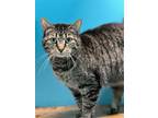 Adopt Jasmine a Brown Tabby Domestic Shorthair / Mixed (short coat) cat in