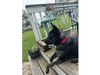 Adopt Carmen a Brindle Dutch Shepherd dog in Alma, WI (41089868)