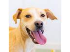 Adopt Butterball a Labrador Retriever / Catahoula Leopard Dog / Mixed dog in