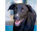 Adopt Chad a Flat-Coated Retriever / Mixed Breed (Medium) / Mixed dog in