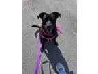 Adopt Stephanie a Terrier (Unknown Type, Small) / Mixed dog in Fort mill