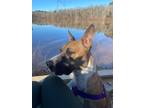 Adopt Rolo a Terrier (Unknown Type, Small) / Mixed dog in Fort mill