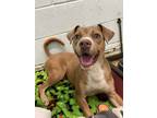 Adopt Gato a Terrier (Unknown Type, Small) / Mixed dog in Fort mill