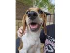 Adopt Dolly a Beagle / Mixed dog in Fort mill, SC (41316494)