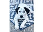Adopt Looney Tunes Litter - Sylvester a Dalmatian / Cockapoo / Mixed dog in