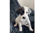 Adopt Looney Tunes Litter - Road Runner a Dalmatian / Cockapoo / Mixed dog in
