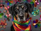 Adopt ANNIE a Tricolor (Tan/Brown & Black & White) Plott Hound / Mixed dog in