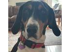 Adopt Mitzy a Tricolor (Tan/Brown & Black & White) Foxhound / Mixed dog in