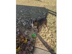 Adopt Crixus (Courtesy) a Bull Terrier / Mixed dog in Denver, CO (41467951)