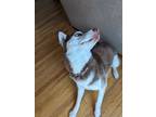 Adopt Vizsla a Red/Golden/Orange/Chestnut - with White Husky / Mixed dog in