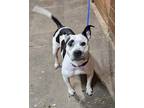 Adopt Cookie a Cattle Dog / American Pit Bull Terrier / Mixed dog in Laingsburg