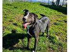 Adopt DOTTIE a Black - with White Australian Cattle Dog / Whippet / Mixed dog in