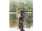 Adopt Dante a Black - with Tan, Yellow or Fawn Rottweiler / Mixed dog in