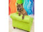 Adopt Stu a Brown/Chocolate Chow Chow / Labrador Retriever / Mixed dog in