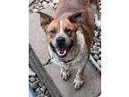 Adopt BoBo a White Hound (Unknown Type) / Australian Cattle Dog / Mixed dog in