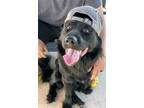 Adopt Halligan a Black Flat-Coated Retriever / Retriever (Unknown Type) / Mixed