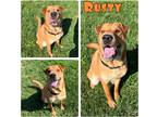 Adopt Rusty a Shar Pei / Mixed dog in Pierceton, IN (41160517)