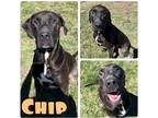 Adopt Chip a Labrador Retriever / Great Dane / Mixed dog in Pierceton