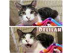 Adopt Delilah - SPONSORED a Domestic Shorthair / Mixed (short coat) cat in