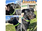 Adopt Boomer - SPONSORED a Labrador Retriever / Mixed dog in Pierceton