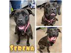 Adopt Serena a American Staffordshire Terrier / Mixed dog in Pierceton