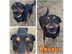 Adopt Brutus a Rottweiler / Shepherd (Unknown Type) / Mixed dog in Pierceton