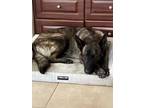 Adopt Seneca a Black - with Tan, Yellow or Fawn Belgian Malinois / Mixed dog in