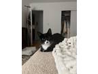 Adopt Baby a Black & White or Tuxedo Domestic Shorthair / Mixed (short coat) cat