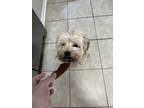 Adopt Loki (Bonded) a Black - with Brown, Red, Golden, Orange or Chestnut Morkie