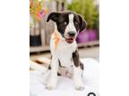 Adopt KASSON a Terrier (Unknown Type, Medium) / Beagle / Mixed dog in Lebanon