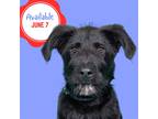Adopt Shadow - NEW - Video a Black Australian Shepherd / Labrador Retriever /