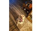 Adopt Amber a Tan/Yellow/Fawn Labrador Retriever / Mixed dog in Price